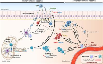 γδ T <mark class="highlighted">Cell-Mediated Immunity</mark> to Cytomegalovirus Infection